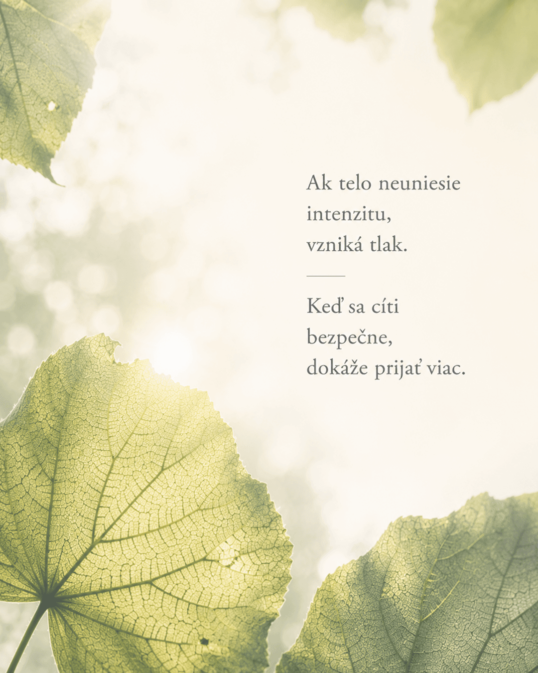 "listy stromu vo svetle"
