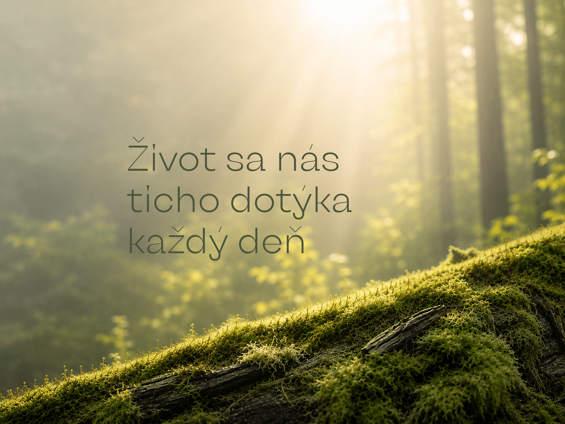 "mach na strome"